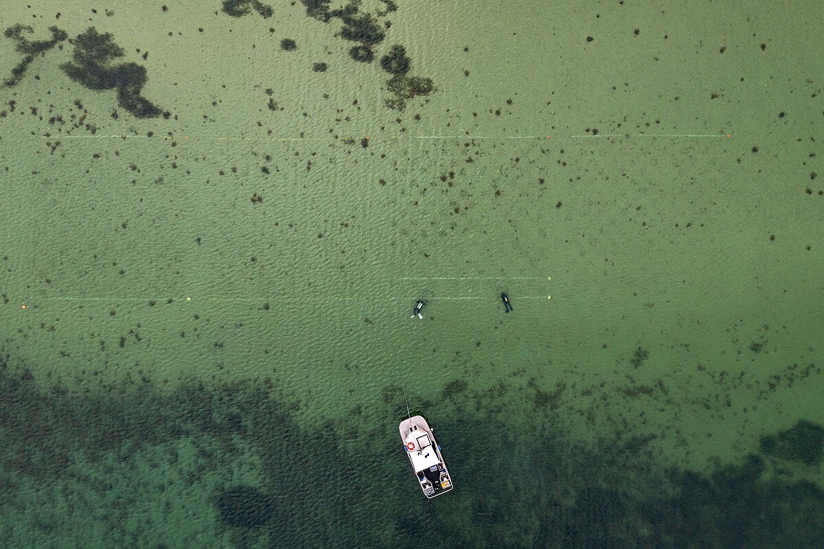 Luftbild vom Küstenboden mit punktartigen Pflanzen und Rahmenstrukturen, Boot und anderen Unterwasserpflanzen.