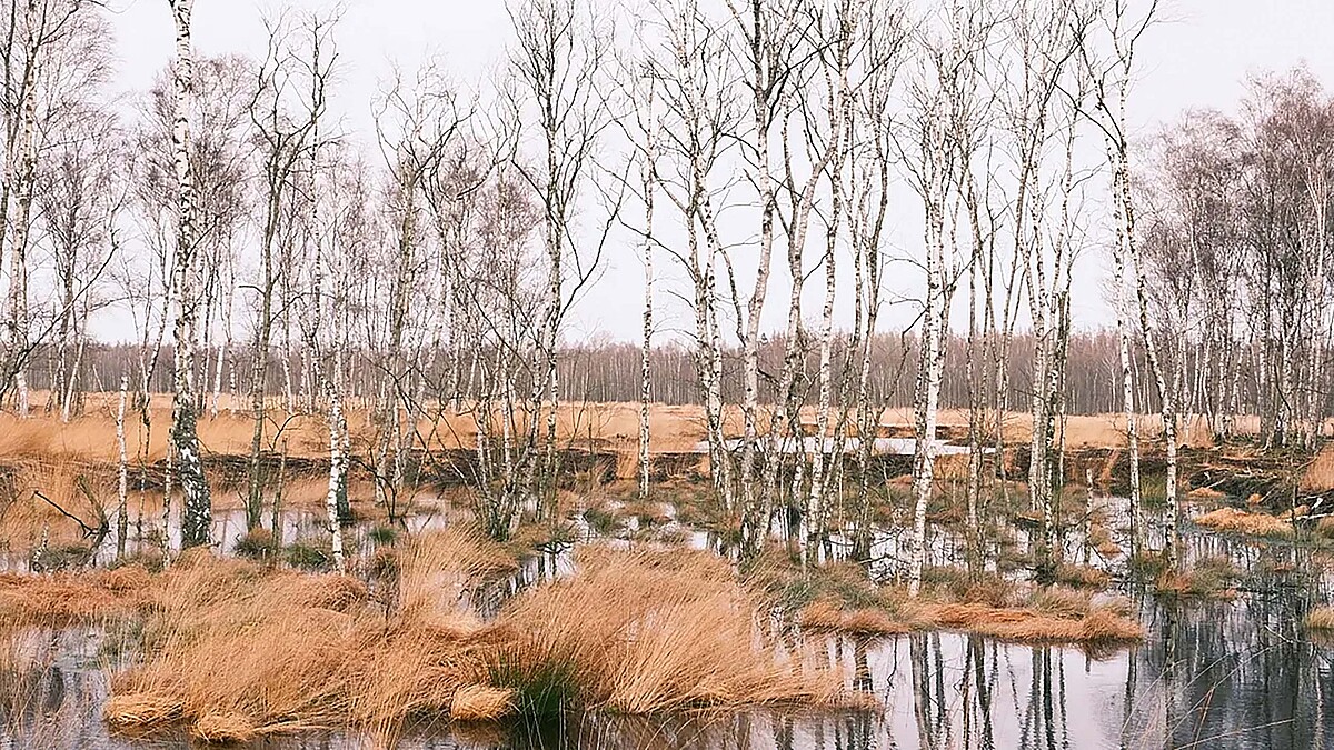 Birken und Gräser stehen auf kleinen Flächen, die von Wasser umgeben sind.