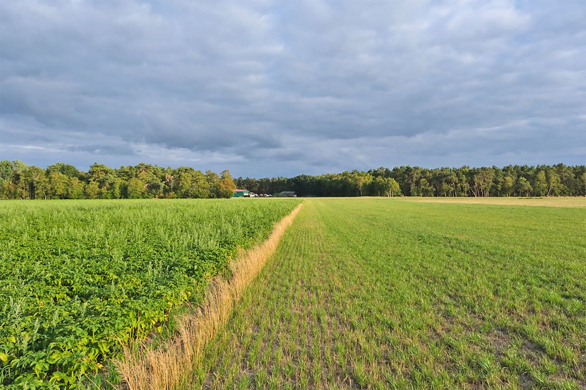 Acker- und Weideflächen erstrecken sich bis zu einem Waldrand.