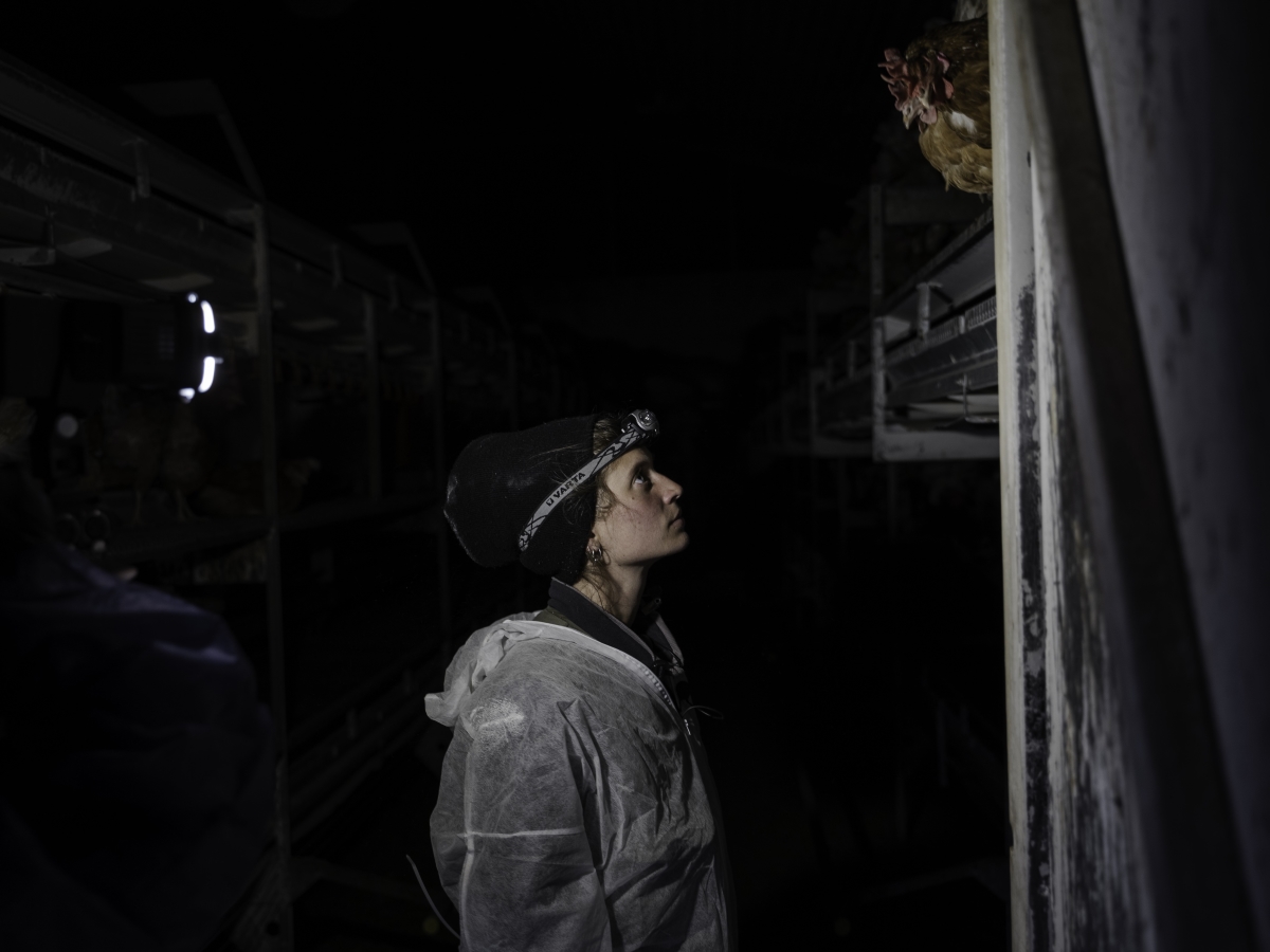 Eine Person in Schutzkleidung steht in einem dunklen Stall und schaut zu einem höher sitzenden Huhn hinauf.